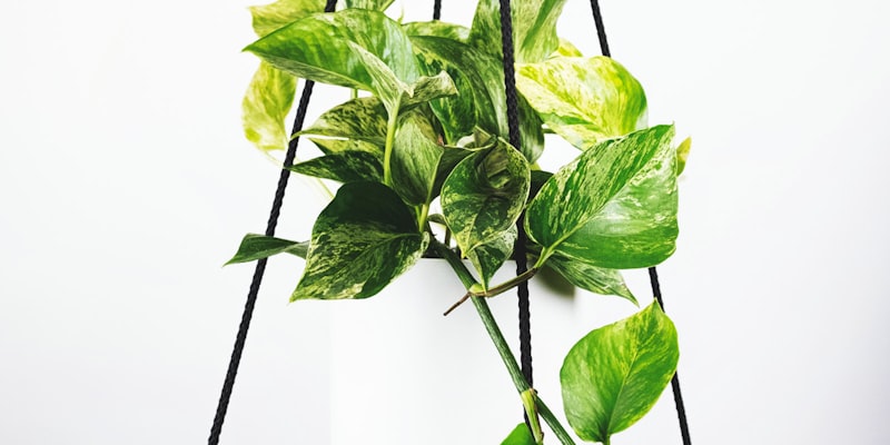 世界杯赛事分析：阿根廷对阵法国战术解析